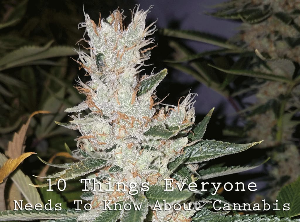 Ten Things Everyone Needs To Know About Cannabis