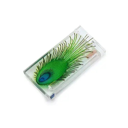 A clear, rectangular acrylic dugout featuring a vibrant green peacock feather design embedded within, shown at an angle on a white background.